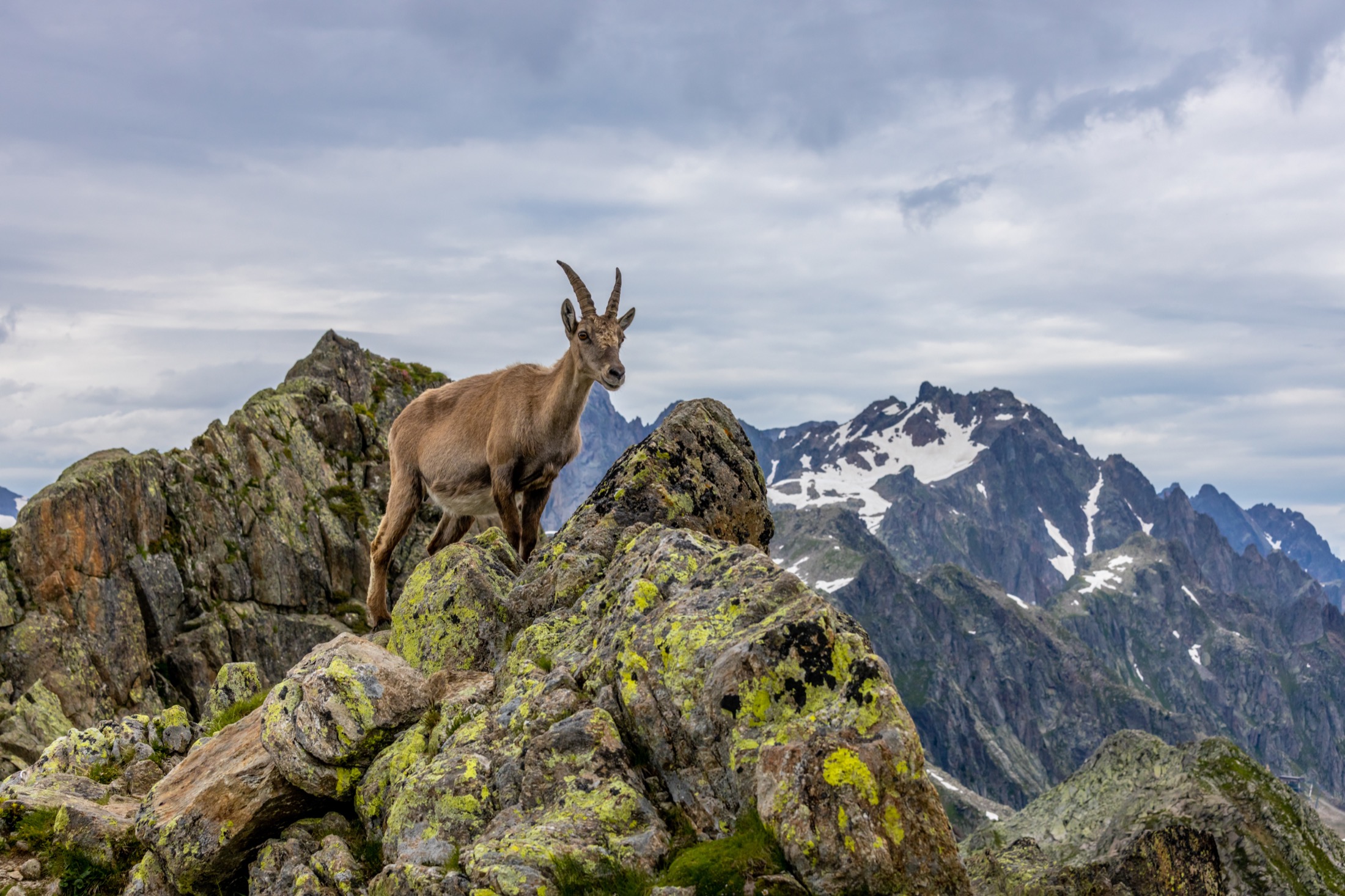 Steenbok op een bergtop